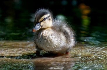 un poussin colvert
