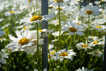 Margeritenwiese hinter silbernem Metallzaunpfahl bei Sonne am Abend im Frühling