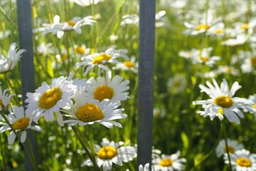 Margeritenwiese hinter silbernem Metallzaun im Garten bei Sonne am Abend im Frühling