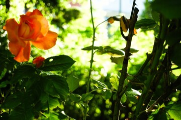Orangefarbene Rose auf Wiese im Garten bei Sonne am Abend im Frühling