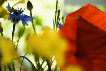 Abstraktes Motiv mit Blumenstrauß aus Natur- und Mohnblumen in Garten bei Sonne am Abend im Frühling