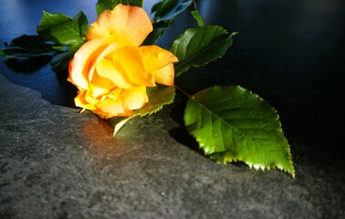 Orangefarbene Rose mit grünen Blättern liegt auf grauer Tischplatte in Garten bei Sonne am Abend im Frühling