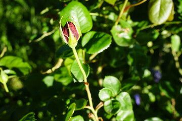 Rote Rose an Strauch mit grünen Blättern in Garten bei Sonne am Abend im Frühling