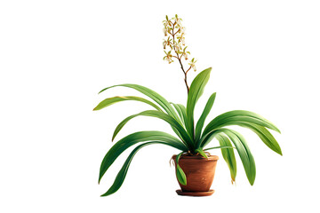 Fototapeta premium Beautiful Orchid Plant with Yellow Flowers and Green Leaves on Transparent Background