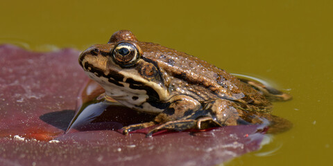 une grenouille au soleil