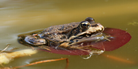 une grenouille au soleil
