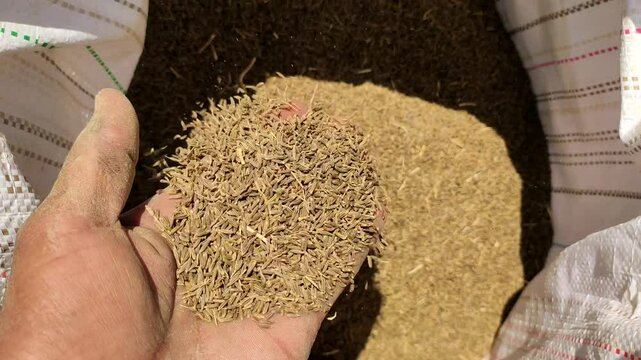 Cumin seeds in hand, close up footage
