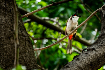 red whiskered bulbul perched in a tree during a springtime day 