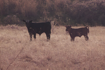 Late afternoon on the farm