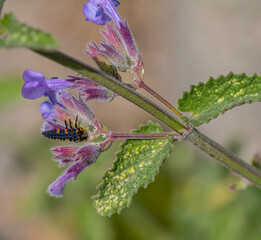 larva of seven spotted ladybird or coccinella septempunctata on catmint blossom