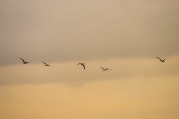 Fototapeta premium Birds flying across a golden sunset sky