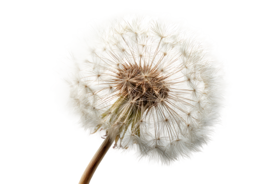 Close Up of Dandelion Seed Head on Transparent Background Isolated in PNG Format