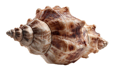 Obraz premium Isolated Brown and Beige Sea Shell on Transparent Background Ocean Marine Seashell