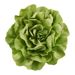 Obraz premium Lush Lettuce, Professional Product Shot, High Quality – Isolated on Transparent Background