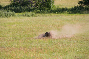 Bison in a meadow surrounded by dust cloud