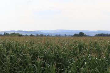 corn fields in the foothills of the Caucasus Mountains