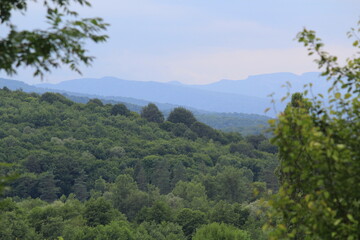 Naklejka premium Green subtropical forests against the backdrop of the Caucasus Mountains in the fog