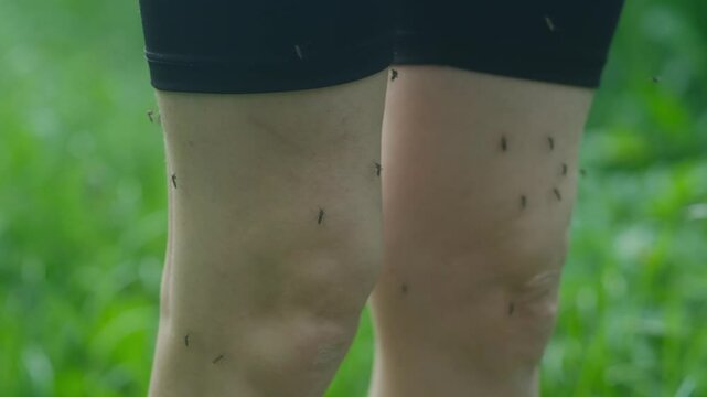 Swarms of mosquitoes attacking athlete legs during outdoor training, demonstrating persistent insect harassment and potential disease transmission risks.