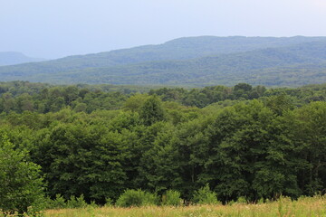 Naklejka premium green forests against the backdrop of the Caucasus Mountains in the fog