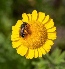 macro of a solitary halictus bee on a anthemis tinctoria blossom