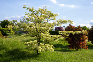 Dereń pagodowy (Cornus controversa) kwitnący w ogrodzie