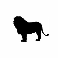 lion vector illustration