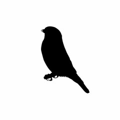 bird on a branch