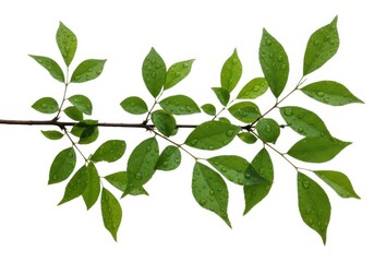 Fototapeta premium Fresh green leaves with water droplets on a branch isolated view