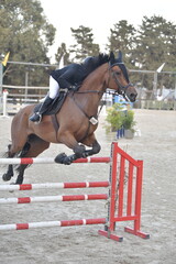 Equestrian Rider and Horse Clearing a Jump in a Showjumping Competition