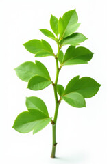 Obraz premium A small plant with green leaves growing on a plain white background, suitable for designs and presentations