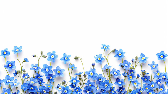 Realistic blue forget-me-not flower border on white background