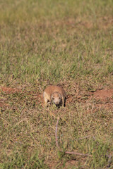 Prairie dog in a meadow
