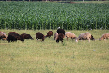 a flock of sheep grazes next to a corn field
