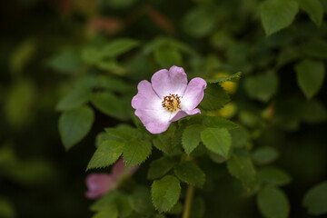 Obraz premium pink and white flowers