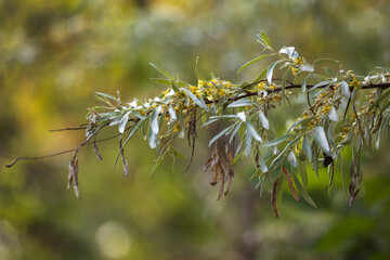 branch of a willow