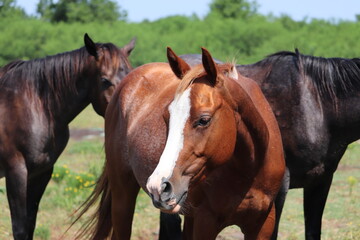 Fototapeta premium Chestnut Horse with White Blaze in Pasture