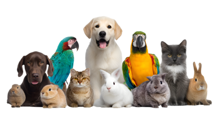 Large and diverse gathering of various domestic animals including dogs, cats, parrots, and a rabbit sitting together. Pet community concept. Isolated on transparent background.