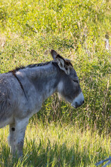 Obraz premium Wild burro in a meadow