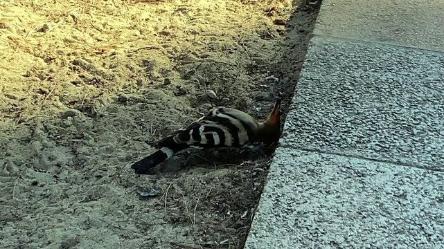 The hoopoe uses its long curved beak to dig up insect larvae from the ground. Majorca Island. Spain.
