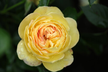 Rosa Chatau de Cherverny  in the Guldemondplantsoen Rosarium in Boskoop
