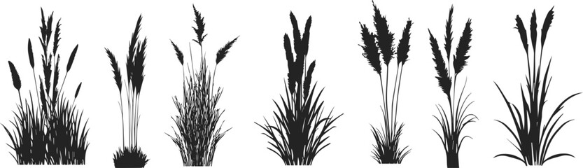 Silhouette of cattails and reeds. Wild grass on the river bank. Swamp coastal plants.