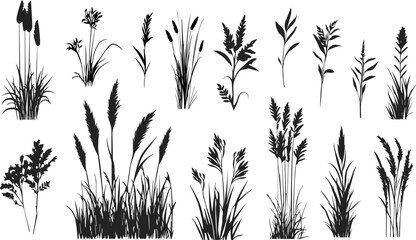 Silhouette of cattails and reeds. Wild grass on the river bank. Swamp coastal plants.