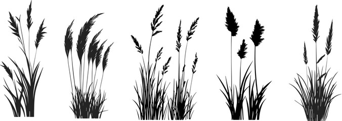 Silhouette of cattails and reeds. Wild grass on the river bank. Swamp coastal plants.