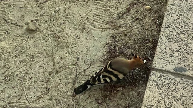 Hoopoe walking on sandy soil in a park. Hoopoe looking for insect larvae in the ground. Mallorca Island. Spain.