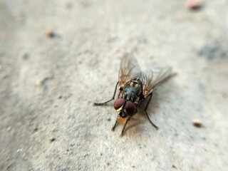 A close-up image of a common housefly on a textured surface