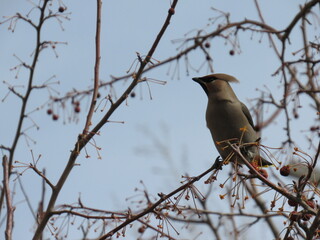 bird on a branch