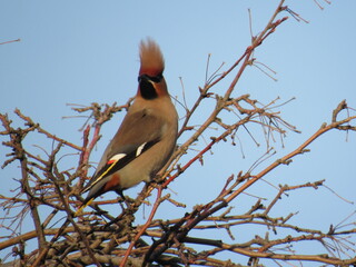 great spotted woodpecker