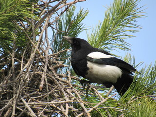 crow on the ground