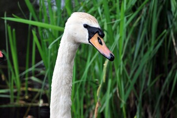 The head and neck of a swan against a green background.
