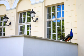 Paw w pałacowym ogrodzie. Przelewice 